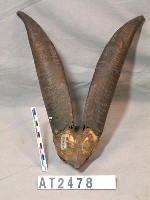 藏品(羊角)的圖片